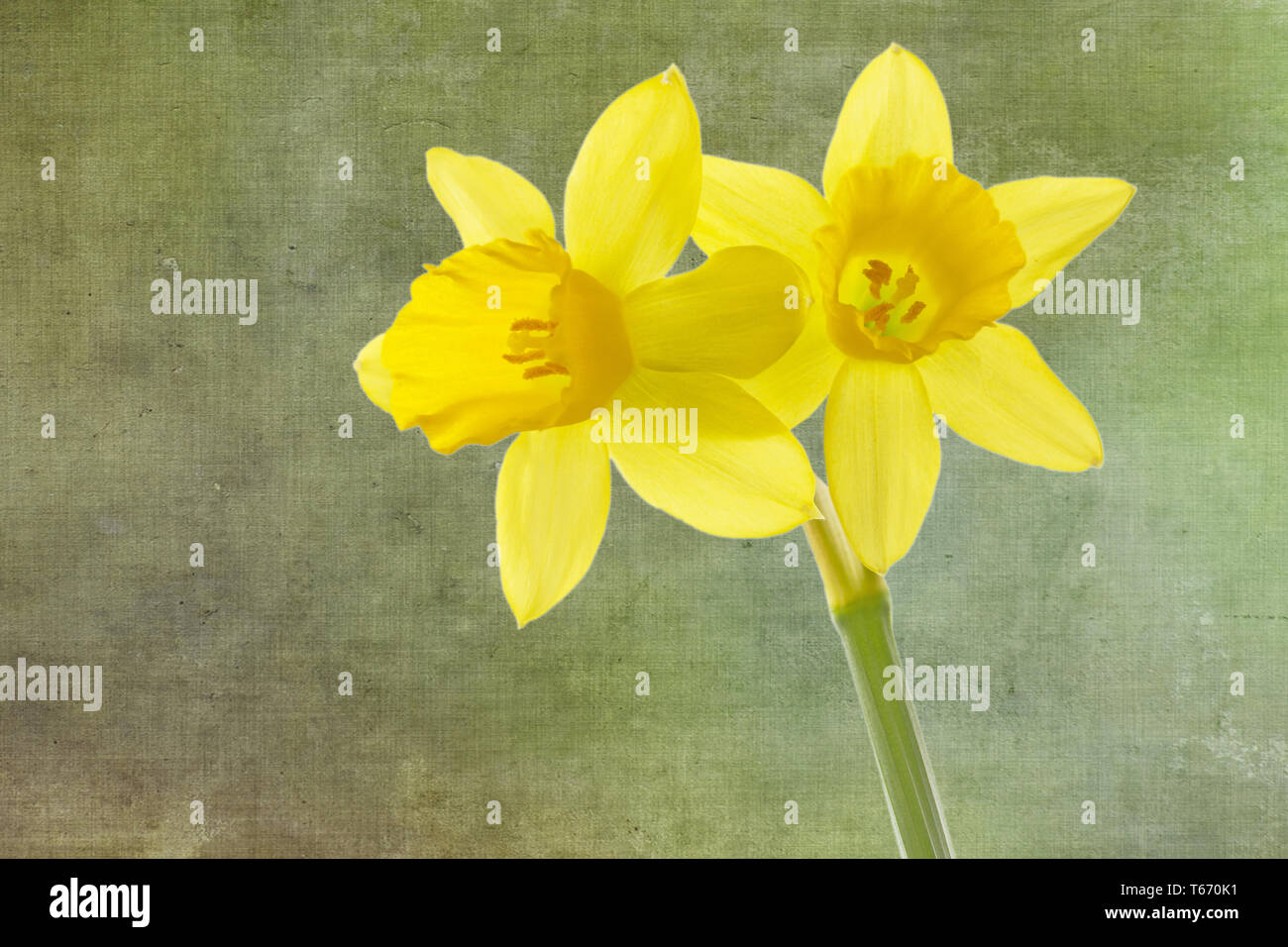 Jonquil oder Narzissen, Narzisse jonquilla, Familie Liliaceae Stockfoto
