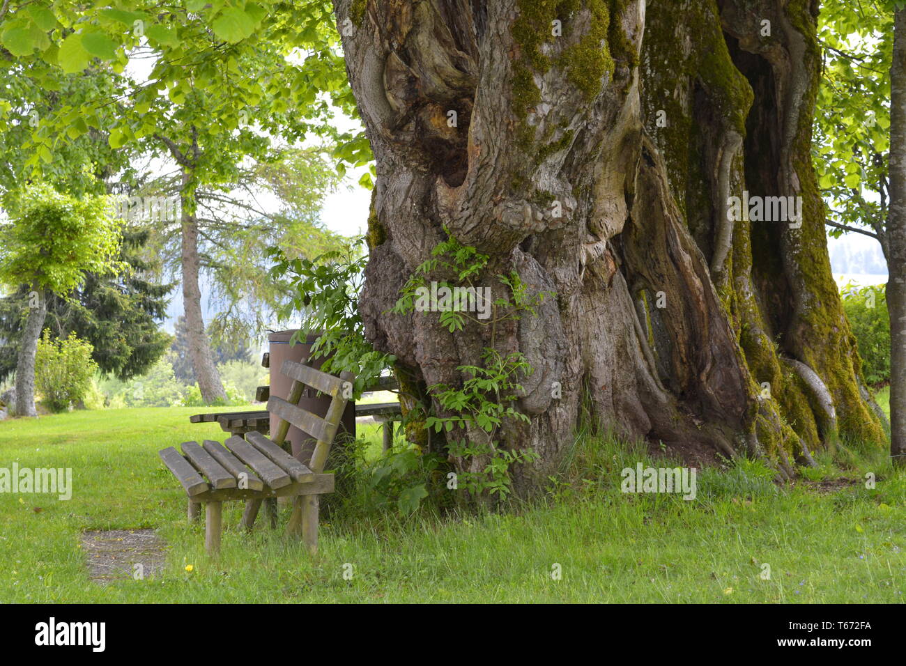 Linde, Gattung Tilia Stockfoto