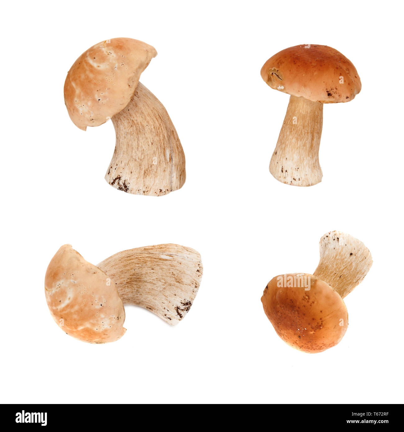 Gruppe der essbaren Pilze Steinpilze auf weißem Hintergrund Stockfoto