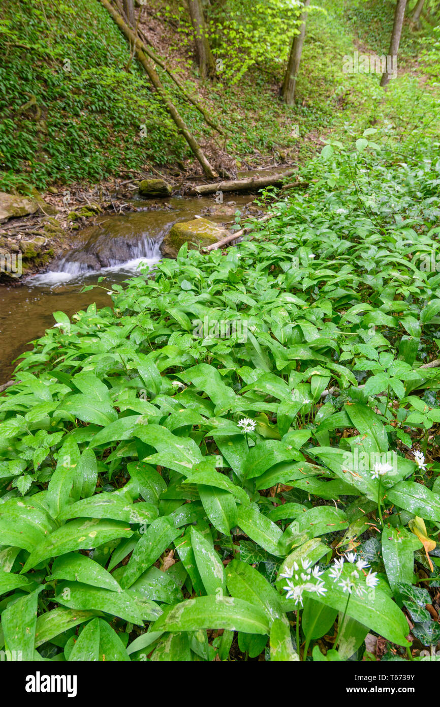 St. Andrä-Wördern: Bärlauch (Allium ursinum), Bärlauch, Creek, Tal Hagenbachklamm im Wienerwald, Wienerwald, Niederösterreich, Niederösterreich, Stockfoto