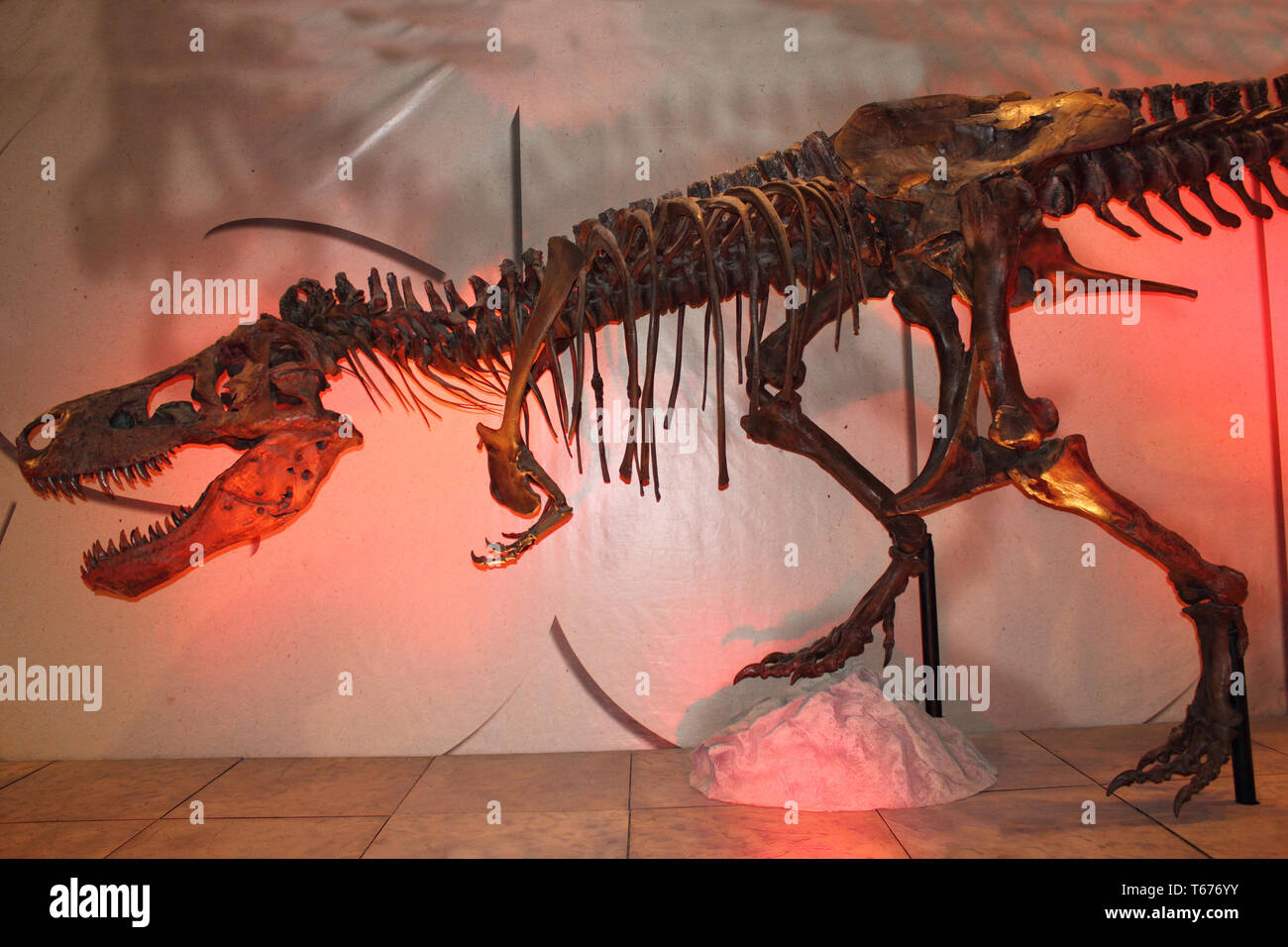 Trex sue dinosaurierskelett -Fotos und -Bildmaterial in hoher Auflösung