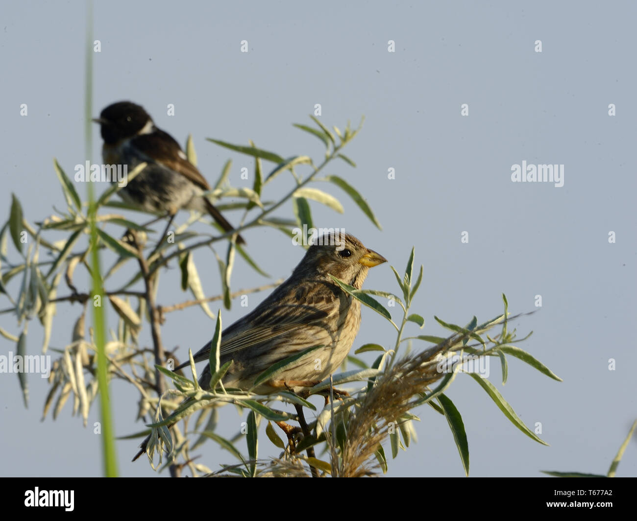 Corn Bunting, Emberiza calandra Stockfoto