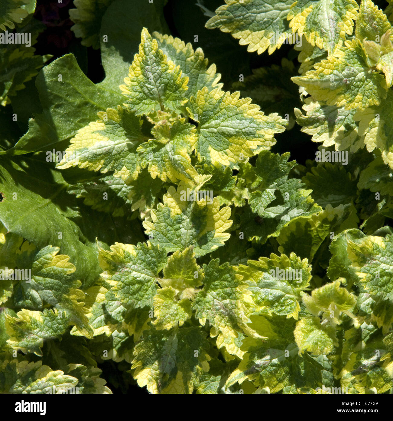 Dead-Nettle, Gattung Lamium, Deutschland Stockfoto