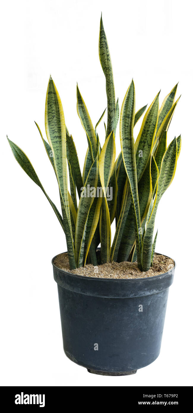 schmetterlingspflanze zimmerpflanze Christia obcordata main image 0