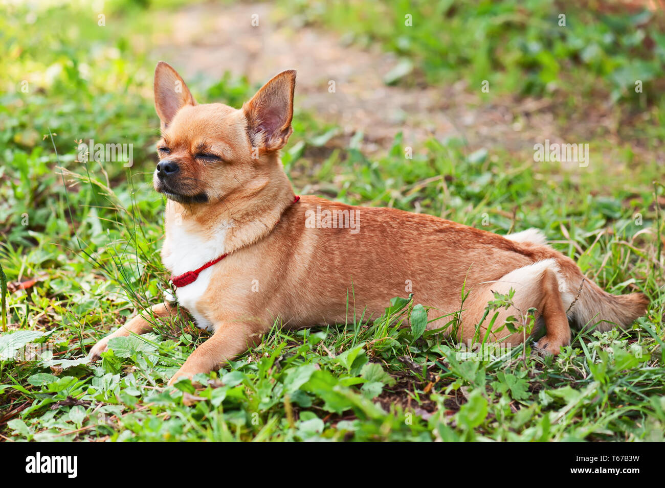 Chihuahua Hund auf dem Hintergrund des grünen Grases mit geschlossenen Augen. Stockfoto