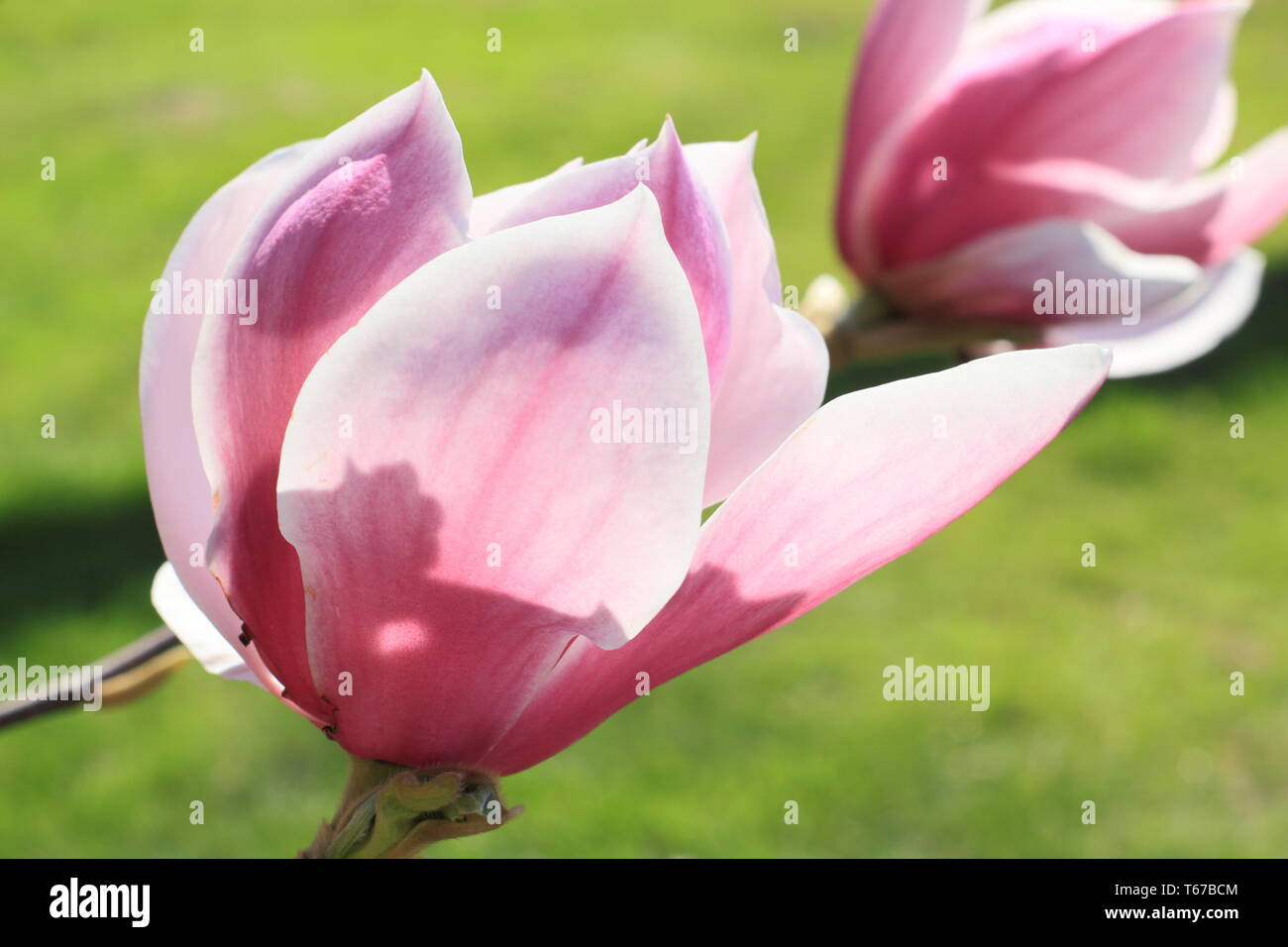 Magnolia 'Todd Gresham'. Ein Gresham hybride Magnolia in Blüte - Frühling, Großbritannien Stockfoto