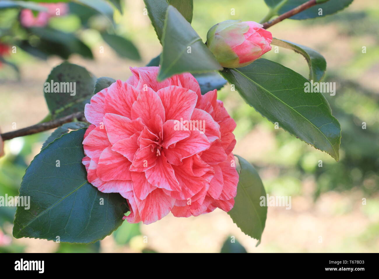 Camellia japonica 'Blut von China; zweifarbige bilden. Gefüllte Blüten von Camellia Blut von China" im Frühjahr, UK. Auch als Camellia Victor Emmanuel Stockfoto