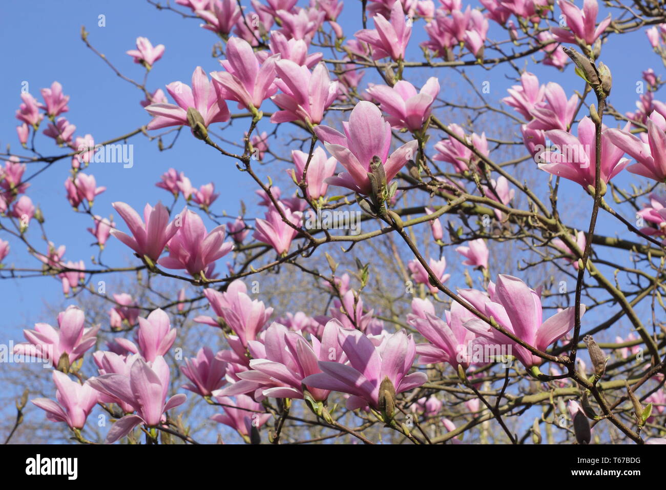 Magnolia 'Heaven Scent' Blüte im Frühjahr (Ende März), England, UK. Hauptversammlung Stockfoto