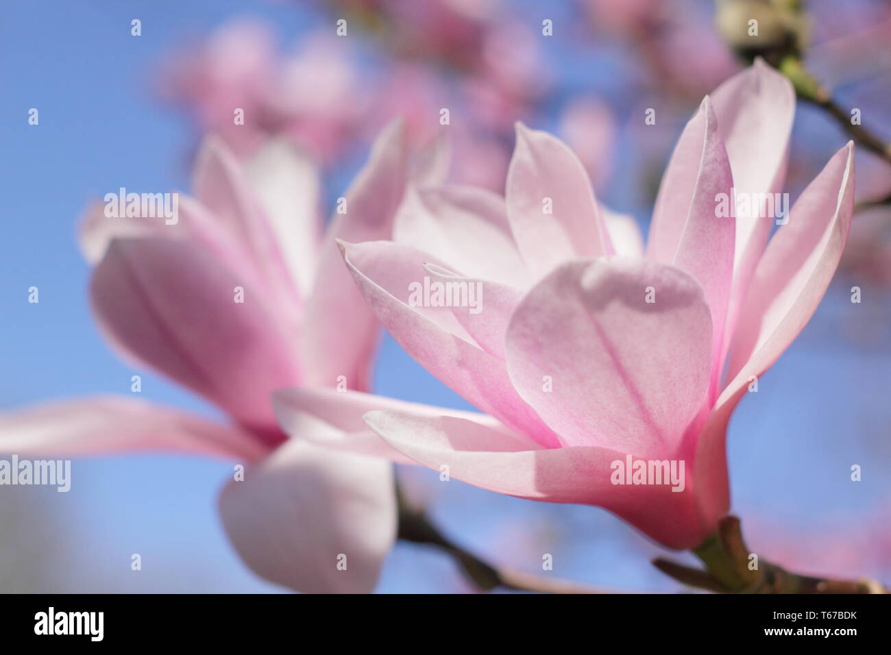 Magnolia 'Heaven Scent' Blüte im Frühjahr (Ende März), England, UK. Hauptversammlung Stockfoto