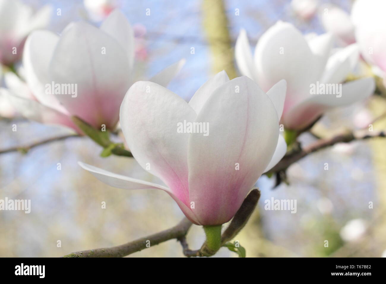 Magnolia bin "Silbrige Weise". Rosa gespült blüht der Magnolia Milchstraße im Frühjahr, UK. Hauptversammlung Stockfoto