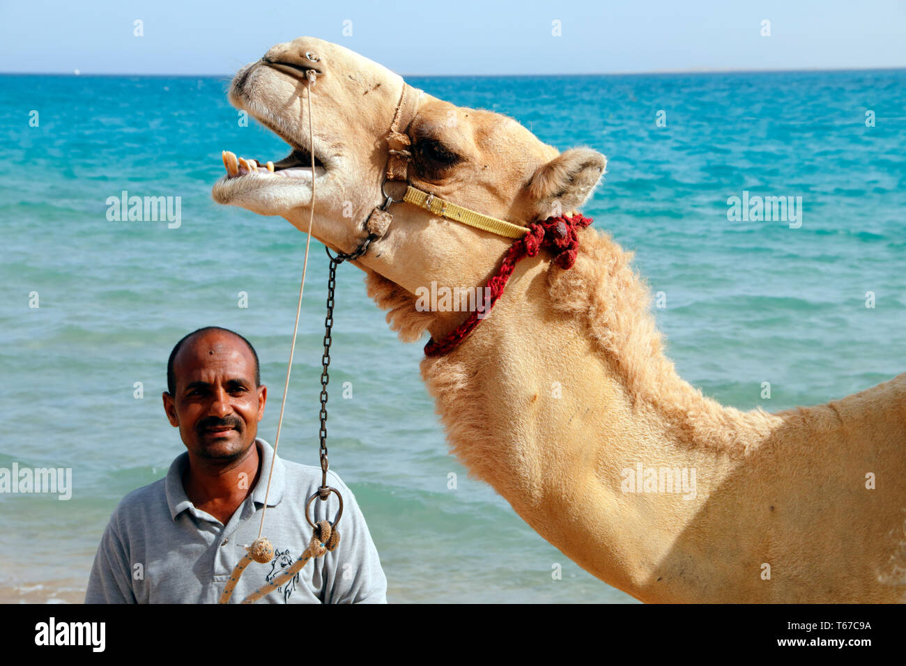 Ein Kamel am Strand am Roten Meer Resort Sentido Palm Royale an Soma Bay in der Nähe von Hurghada, Ägypten Stockfoto