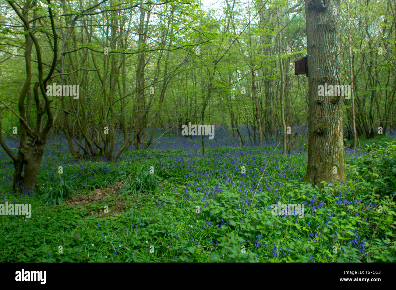 Bluebells Teppich ein Wald Lichtung. Eine alte Eiche mit einem birdbox im Vordergrund. Stockfoto