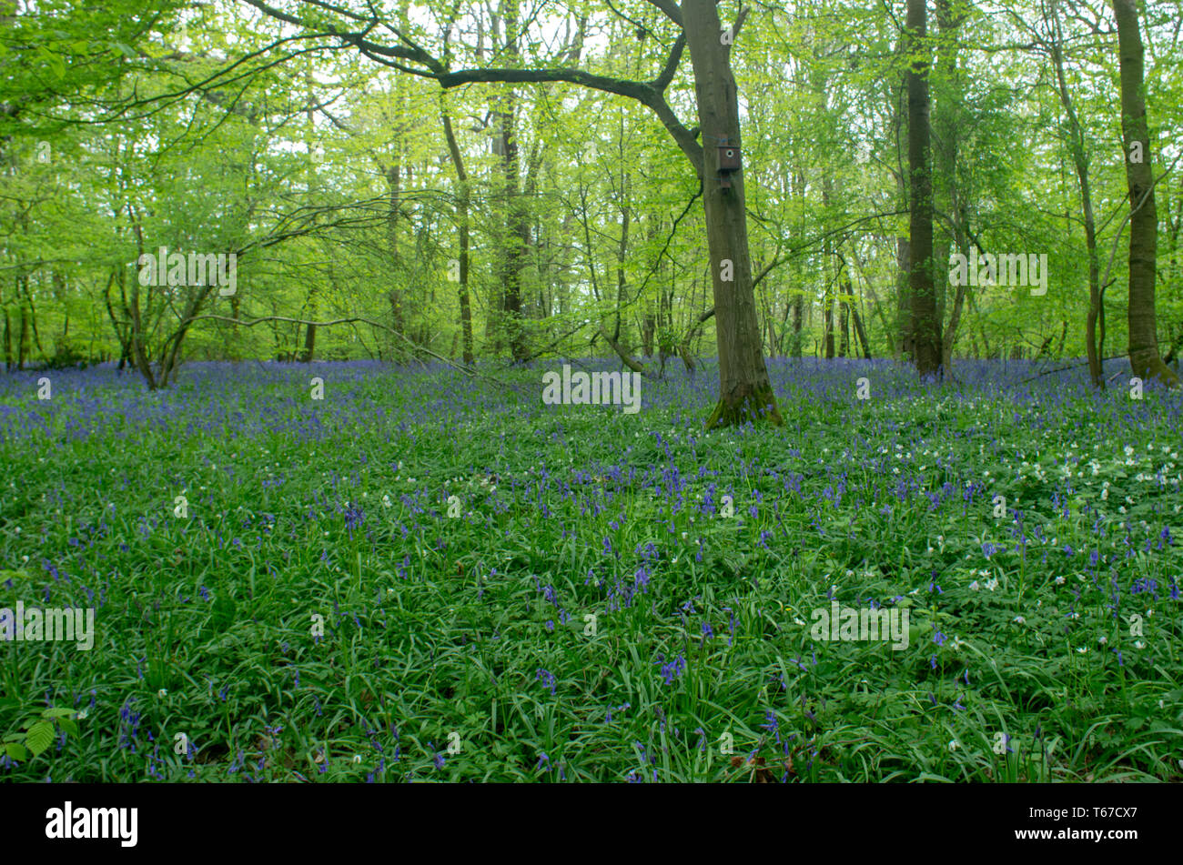 Blue Bells schweben wie eine Wolke zwischen Bäumen in Kentish Woodland Stockfoto