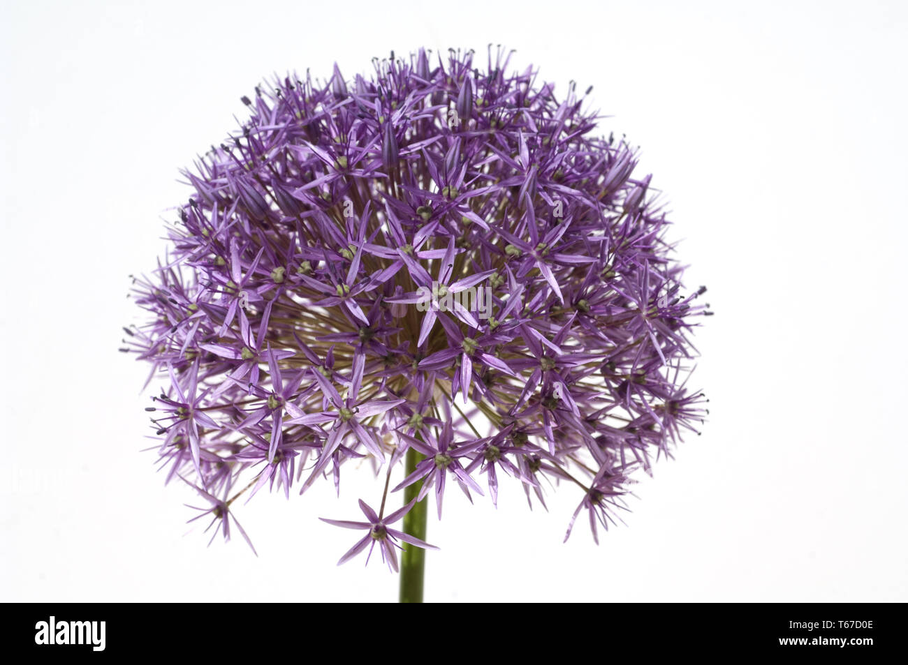 Riesige allium oder riesigen Zwiebel, Allium giganteum Stockfoto