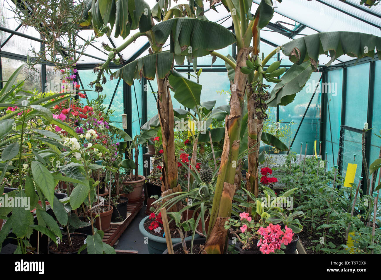 Topf bananen -Fotos und -Bildmaterial in hoher Auflösung – Alamy