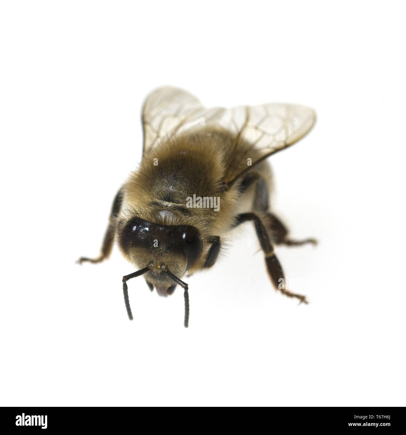 Honig Biene (Apis mellifica), Deutschland Stockfoto