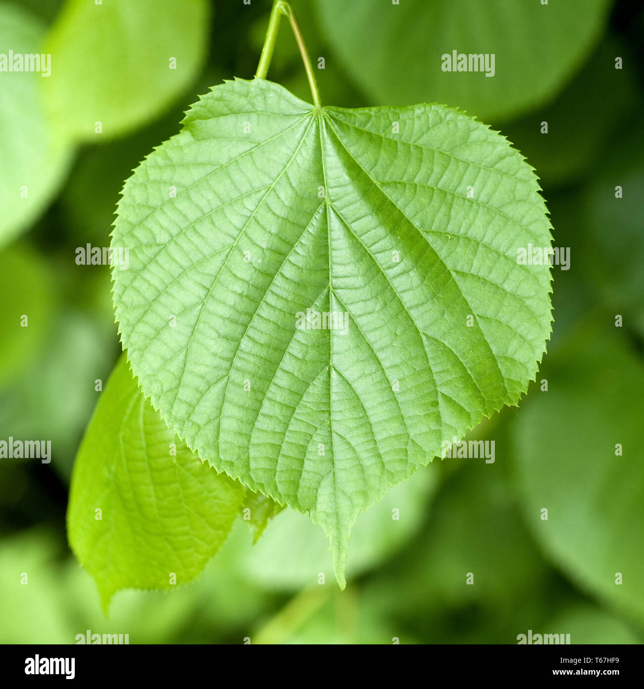 Littleleaf Linden oder kleine Blatt Linden, Tilia cordata Stockfoto