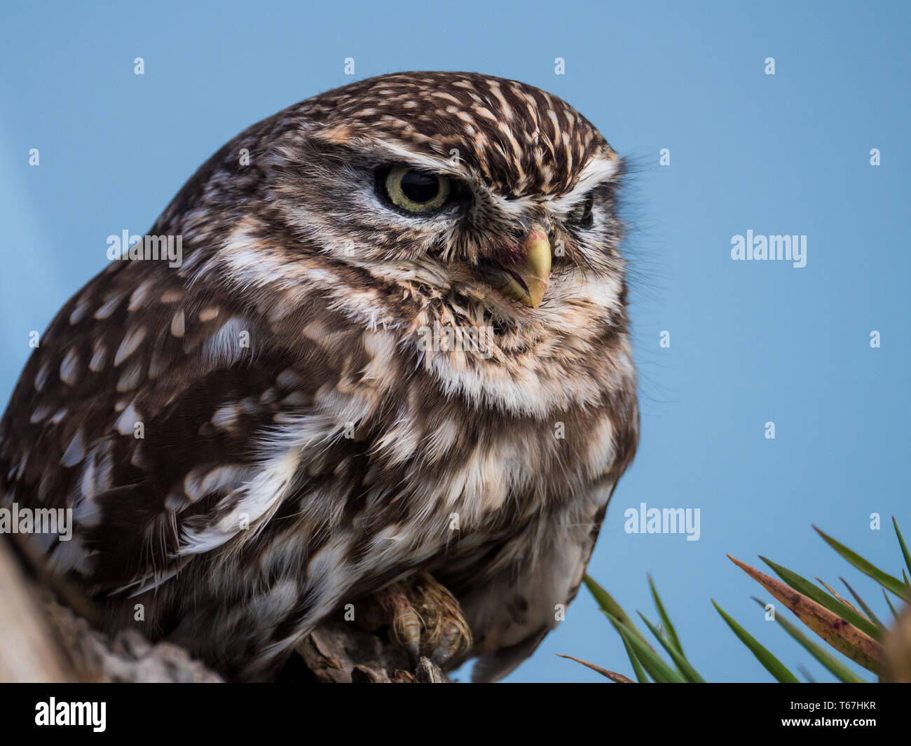 Kleine Eule am Baumstamm gehockt Stockfoto