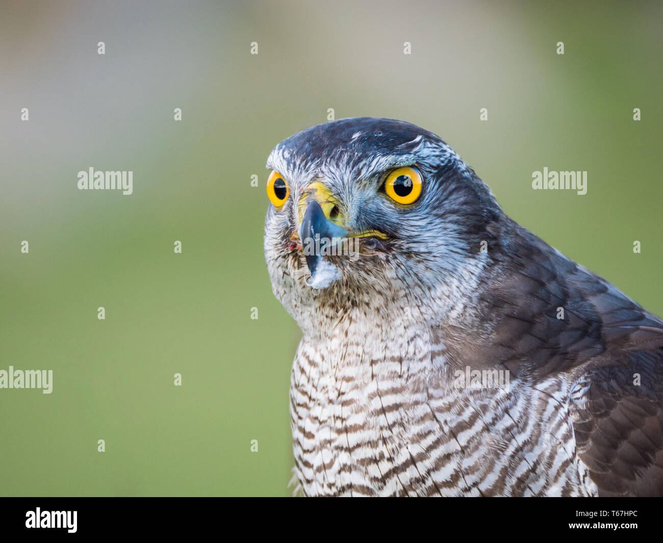 Nahaufnahme einer hybriden Falcon Stockfoto