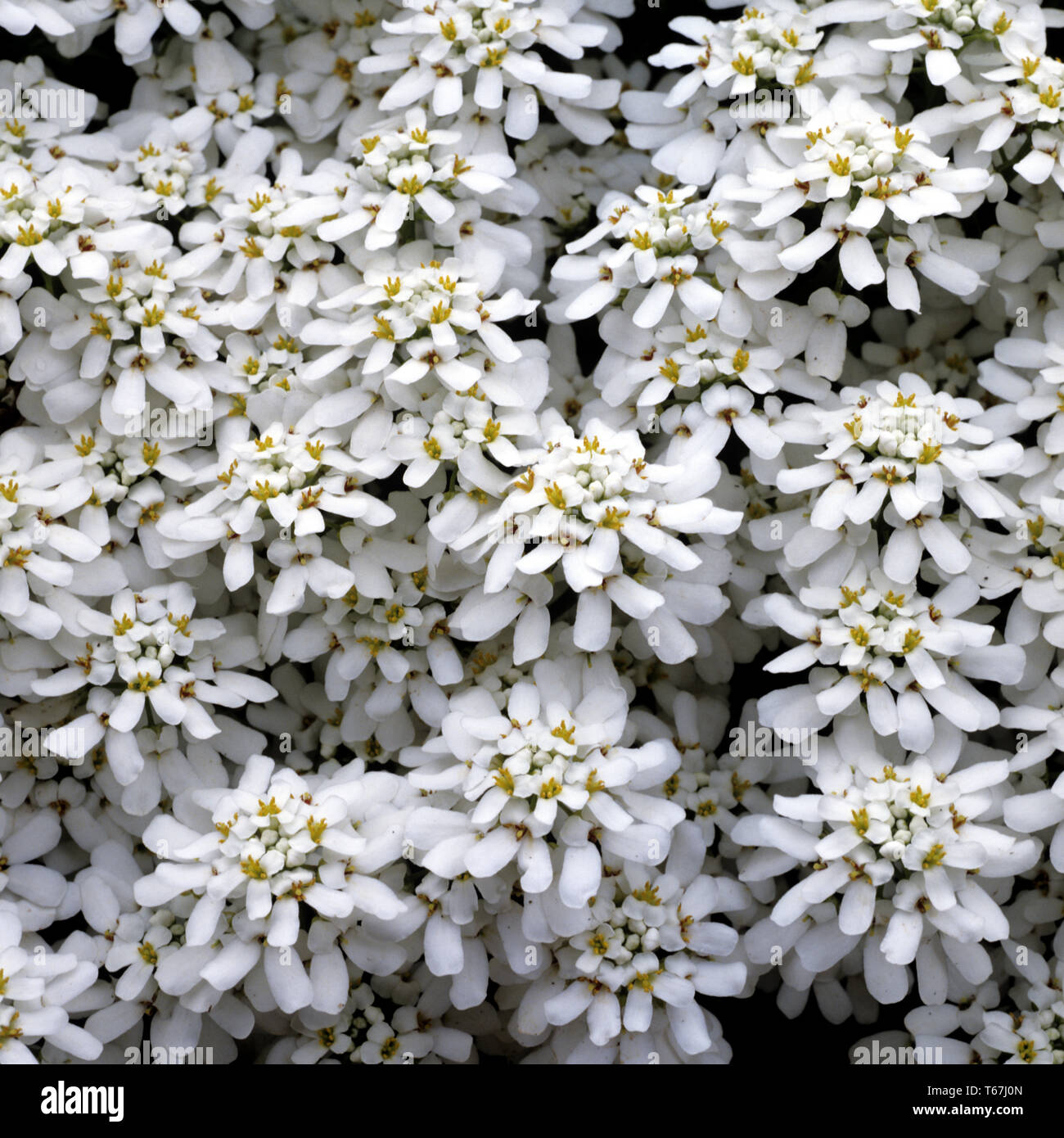 Candytuft, Gattung Iberis Stockfoto