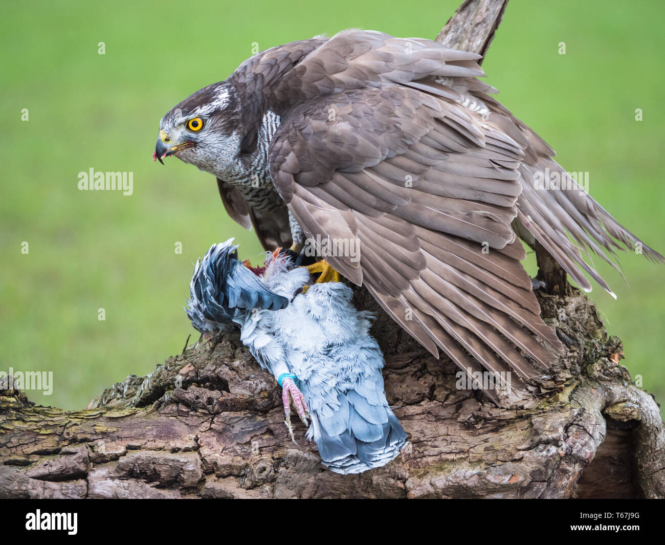 Hybrid Falcon verschlingt seine tote Taube Beute Stockfoto