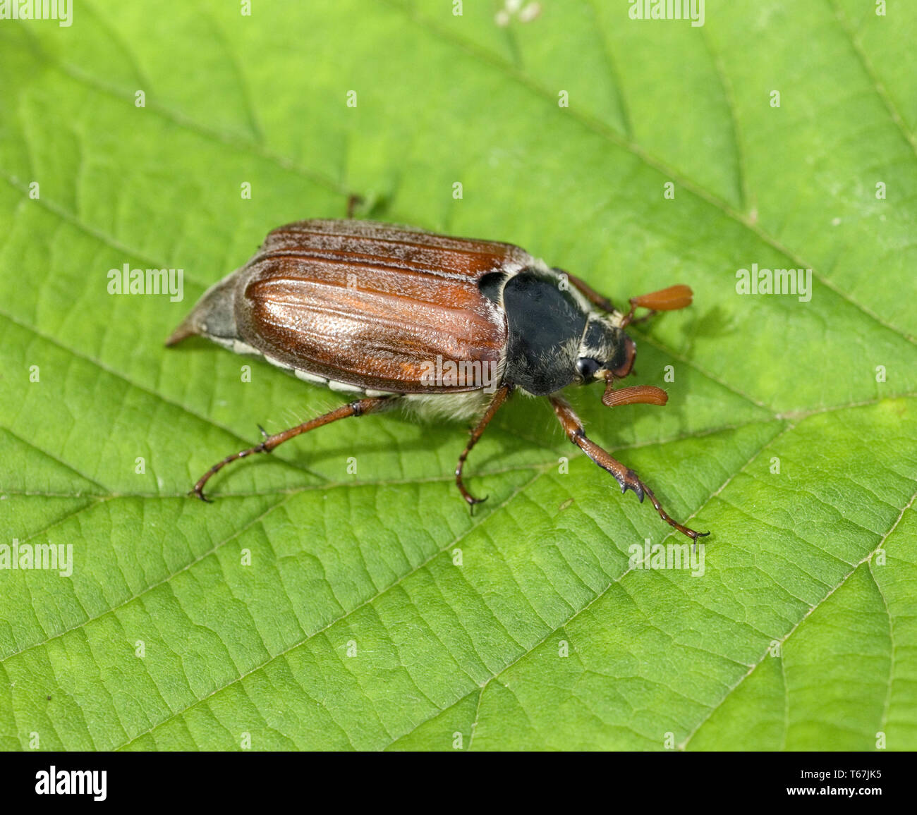 Maikäfer Melolontha melolontha Stockfoto