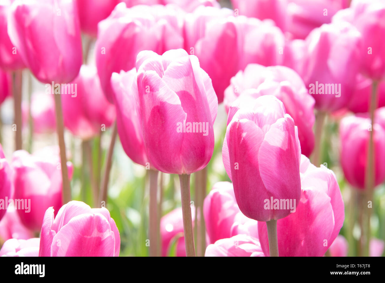 Tulpen bis zum Horizont Stockfoto