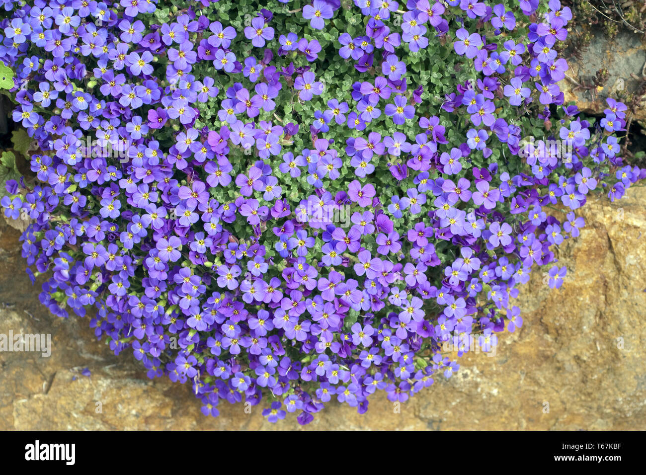 Blaue kresse Fotos und Bildmaterial in hoher Auflösung Alamy