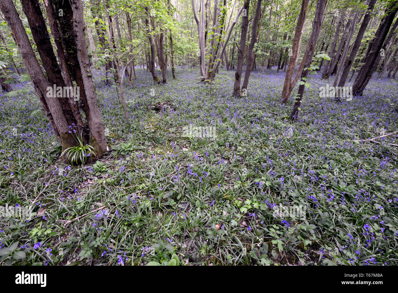 Bluebells Teppich den Waldboden der alten Wälder an Waresley Holz, große Gransden, Cambridgeshire, England Stockfoto