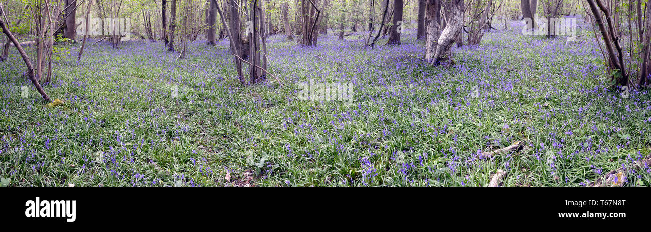 Sehr hohe Auflösung Bild der bluebells Teppich den Waldboden der alten Wälder an Waresley Holz, große Gransden, Cambridgeshire, England Stockfoto
