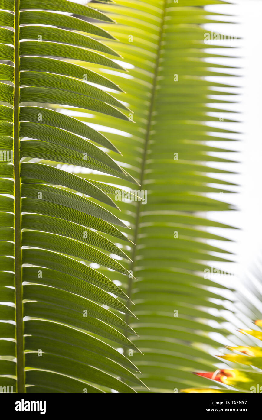 Nahaufnahme der einige Palm Blätter für Hintergründe Stockfoto