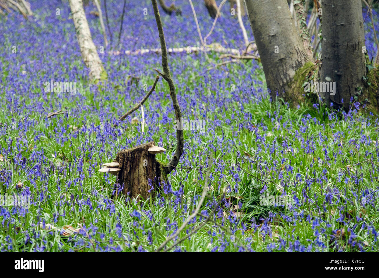 Halterung Pilz auf alten Baumstumpf mit Muttersprache Englisch Bluebells wachsen in einem Bluebell Holz im Frühjahr. West Stoke, Chichester, West Sussex, England, Großbritannien Stockfoto