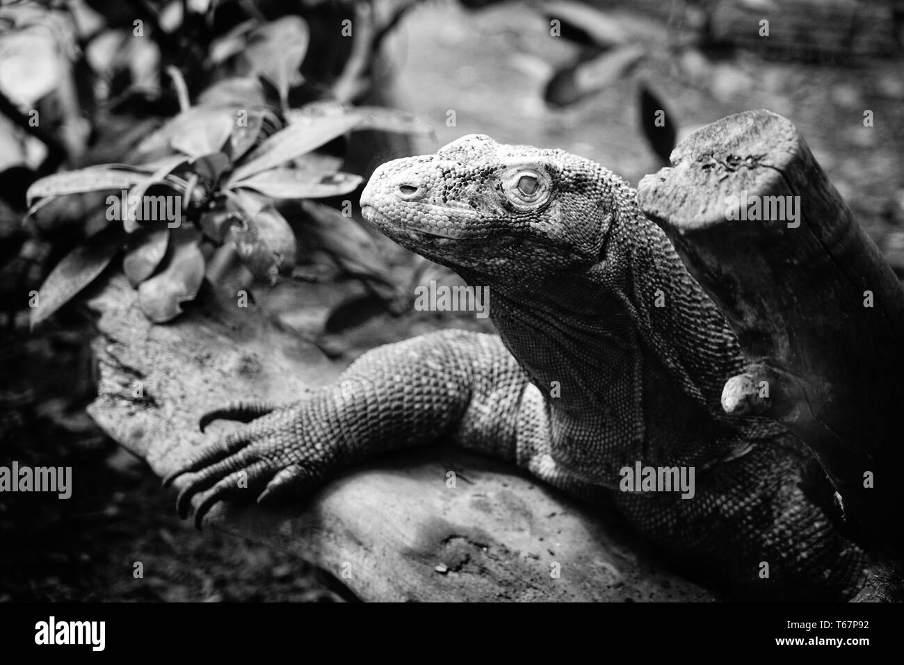 Ein Reptil in seinem natürlichen Lebensraum Stockfoto