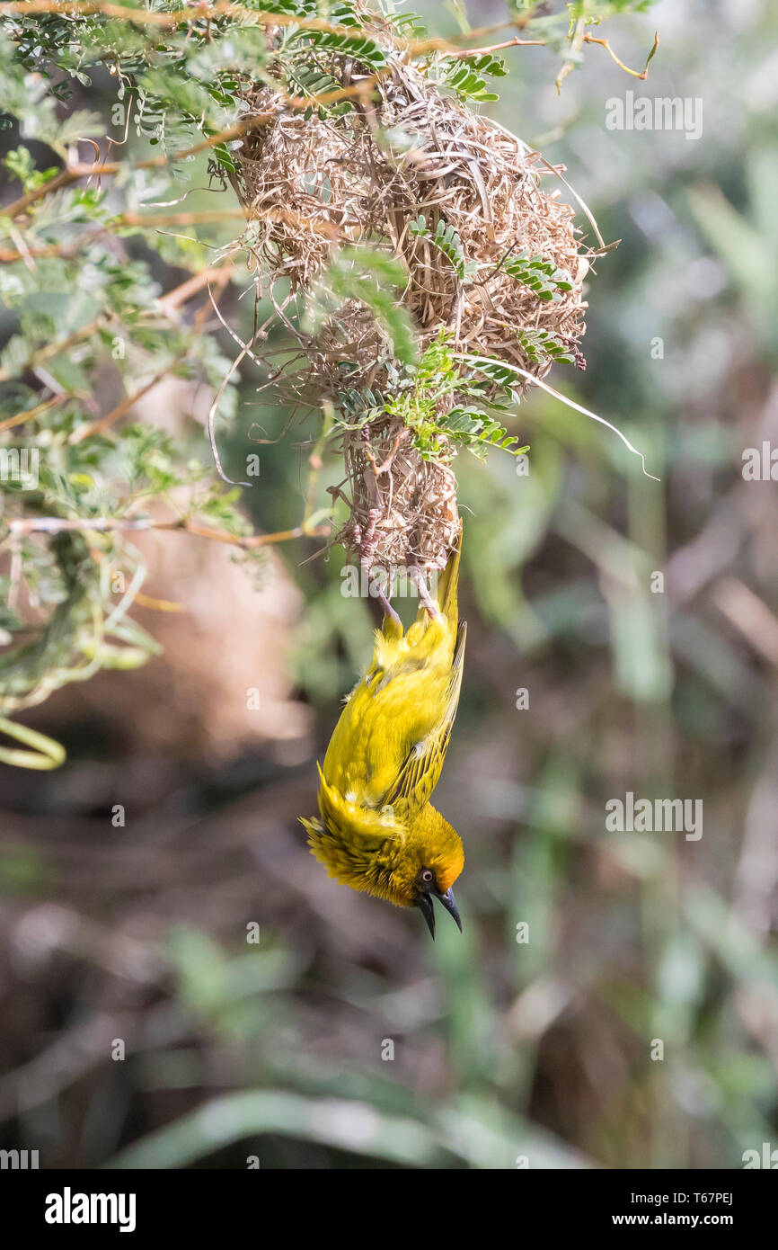 Männliche Cape Weaver (Ploceus capensis) in Gelb Zucht Gefieder hängen von unten Nest in Akazie, Leidam, Montagu, Western Cape, Südafrika Stockfoto