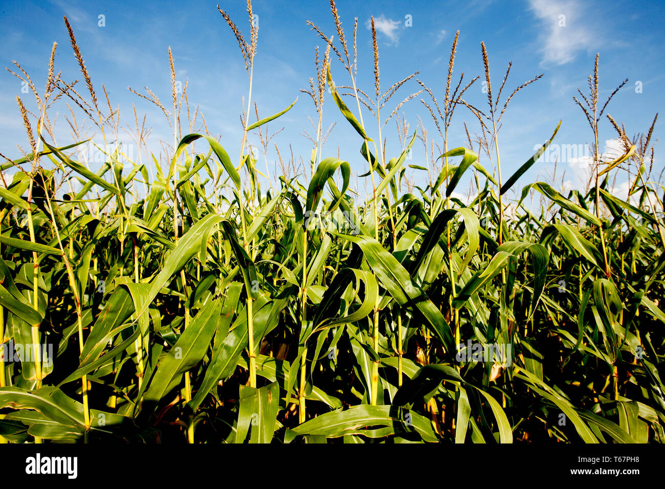 Ein maisfeld mit Keimen Maispflanzen mit Weisen vor der Ernte zu gehen. Stockfoto