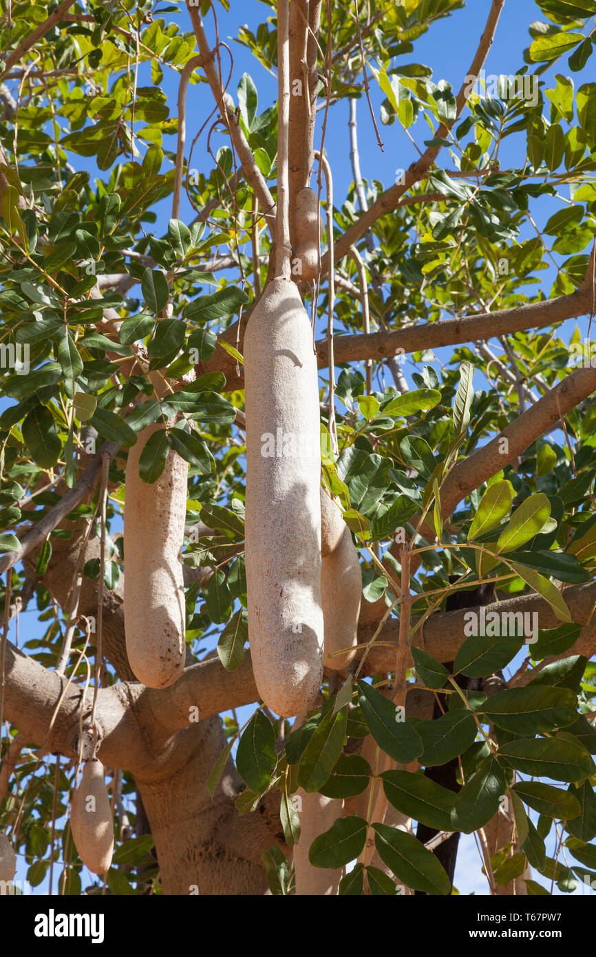 84 cm lange Früchte auf einem Kigella africana, oder Wurst Baum im Spätsommer. Die tropischen Zierfische afrikanischen Baum, Bignoniaceae Stockfoto