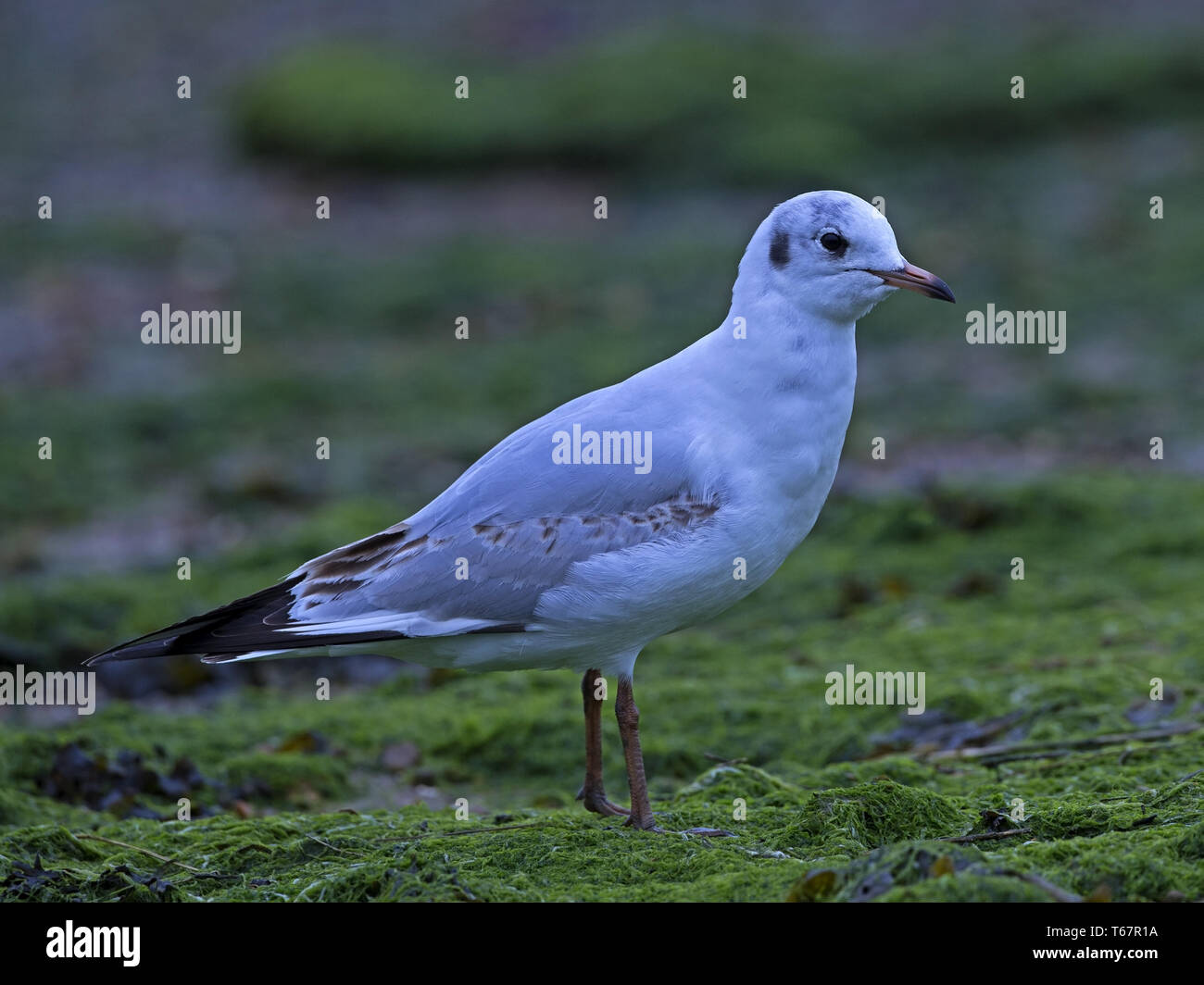 Lachmöwe stehend Stockfoto