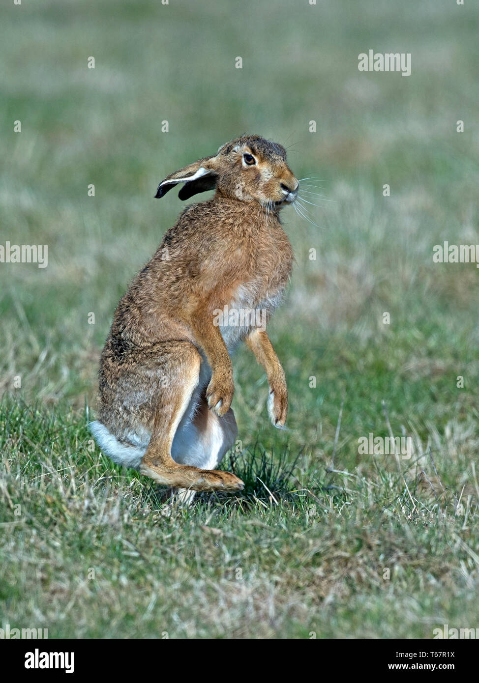 Europäischer Feldhase stehend Stockfoto