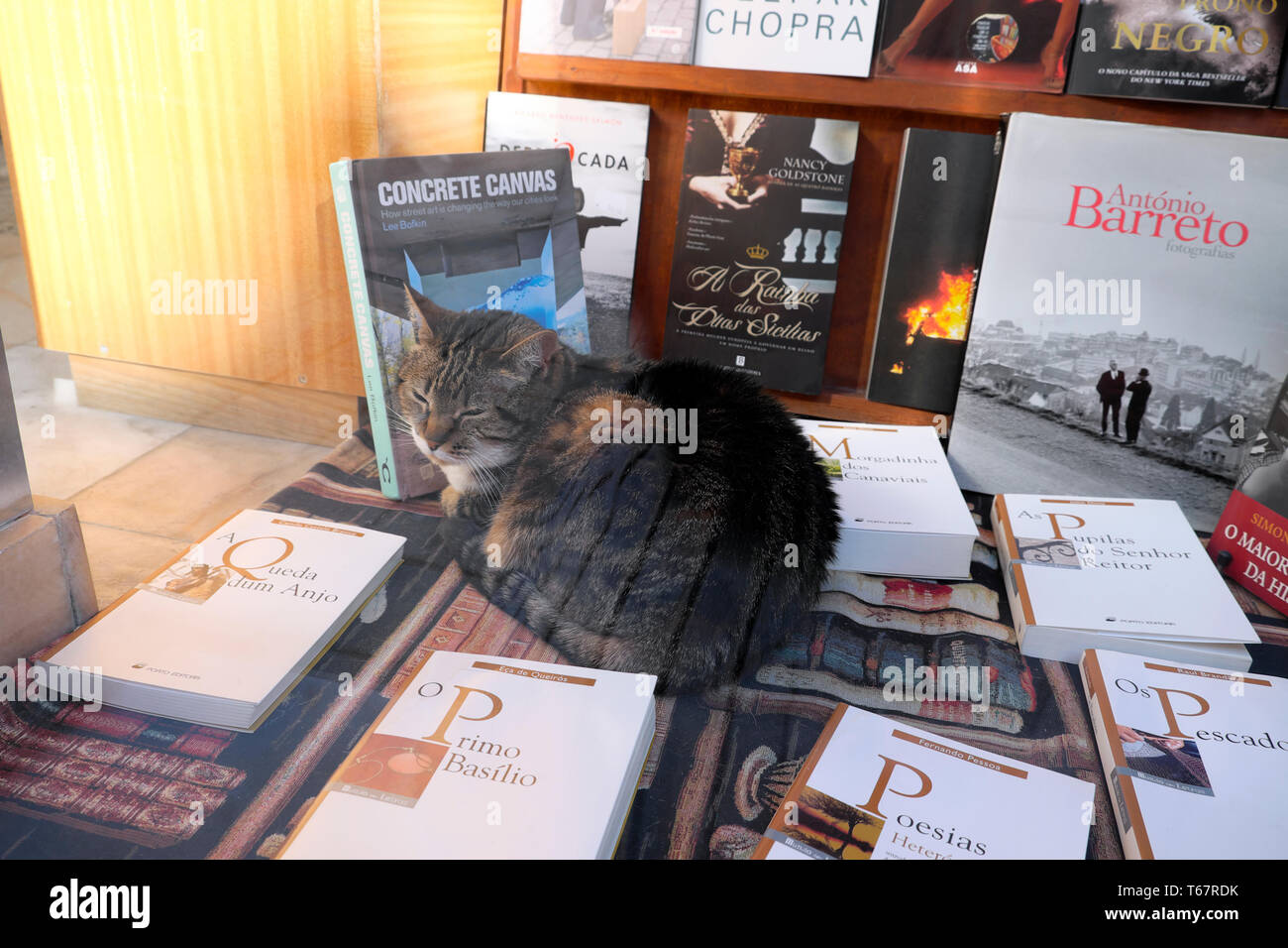 Tabby Katze sitzt schlafend in einer Buchhandlung Fenster verkaufen Lyrik Bücher und verschiedene internationale Titel in Porto Portugal Europa EU-KATHY DEWITT Stockfoto