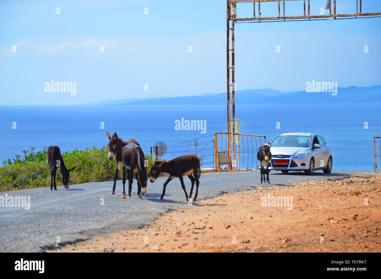 Karpaz Halbinsel, Nordzypern - 3. Oktober 2018: Wilde Esel stehend und Essen auf einer Landstraße. Die Tiere sind den Weg des Autos. Blue sea im Foto Hintergrund. Stockfoto