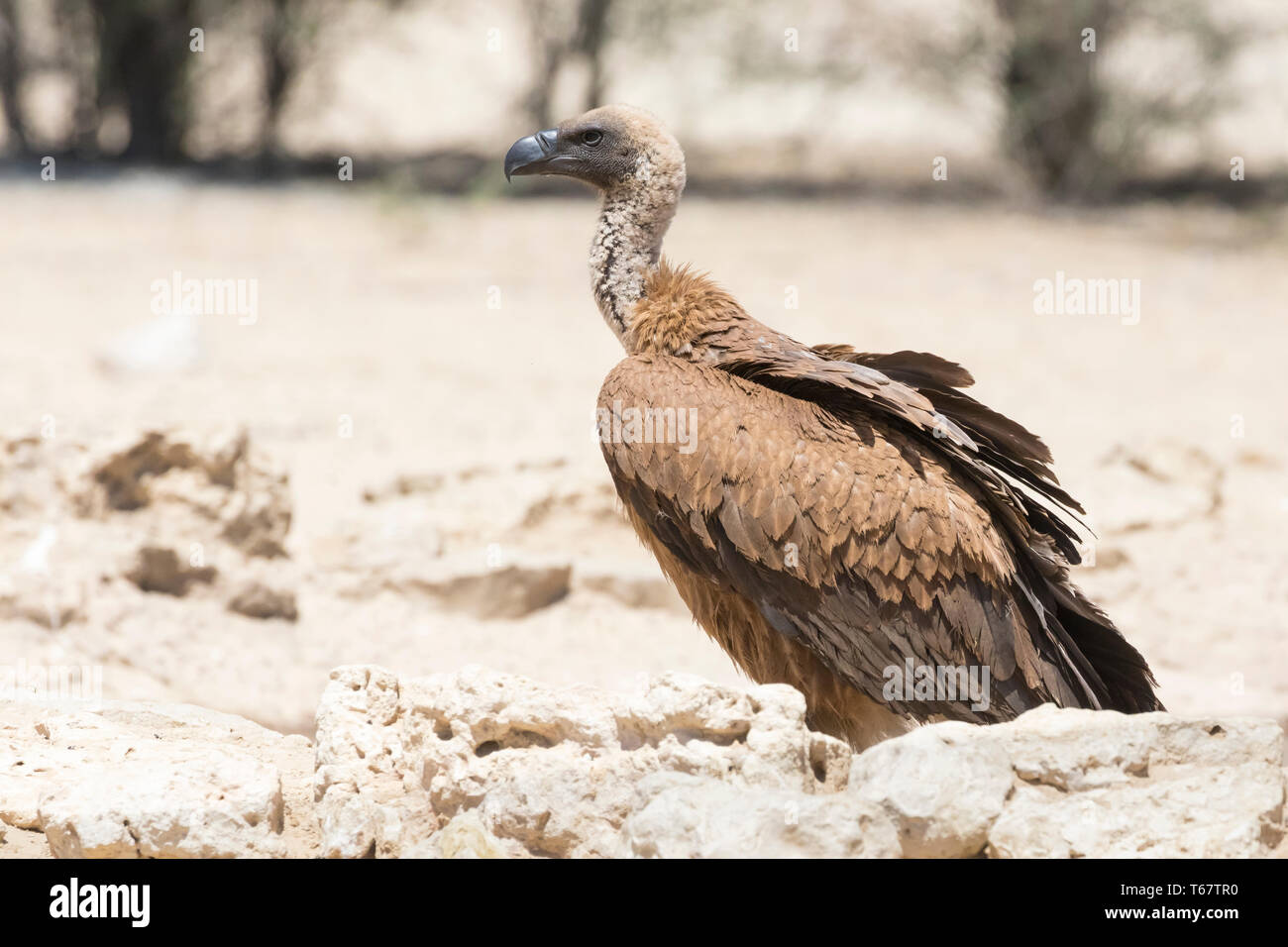 Afrikanische Weiß-backed Vulture juvenile Tylose in Africanus) Kgalagadi Transfrontier Park, Kalahari, Northern Cape, Südafrika. Kritisch bedrohte Iucn Stockfoto