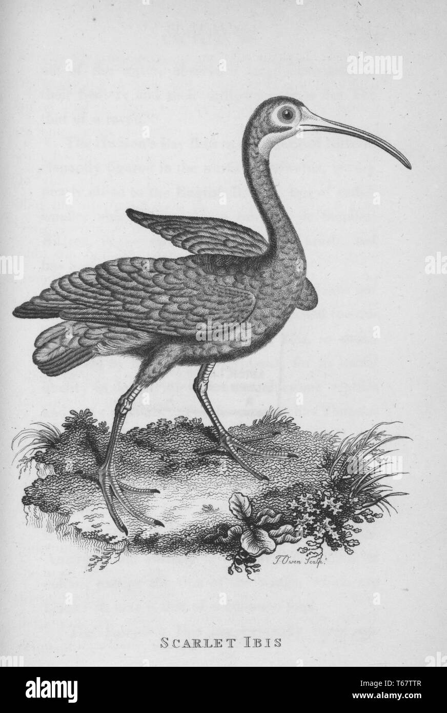 Eine Gravur auf einem scharlachroten Ibis aus dem Buch "Zoologische Vorlesungen an der Royal Institution" von George Shaw, 1809 geliefert. Von der New York Public Library. Stockfoto