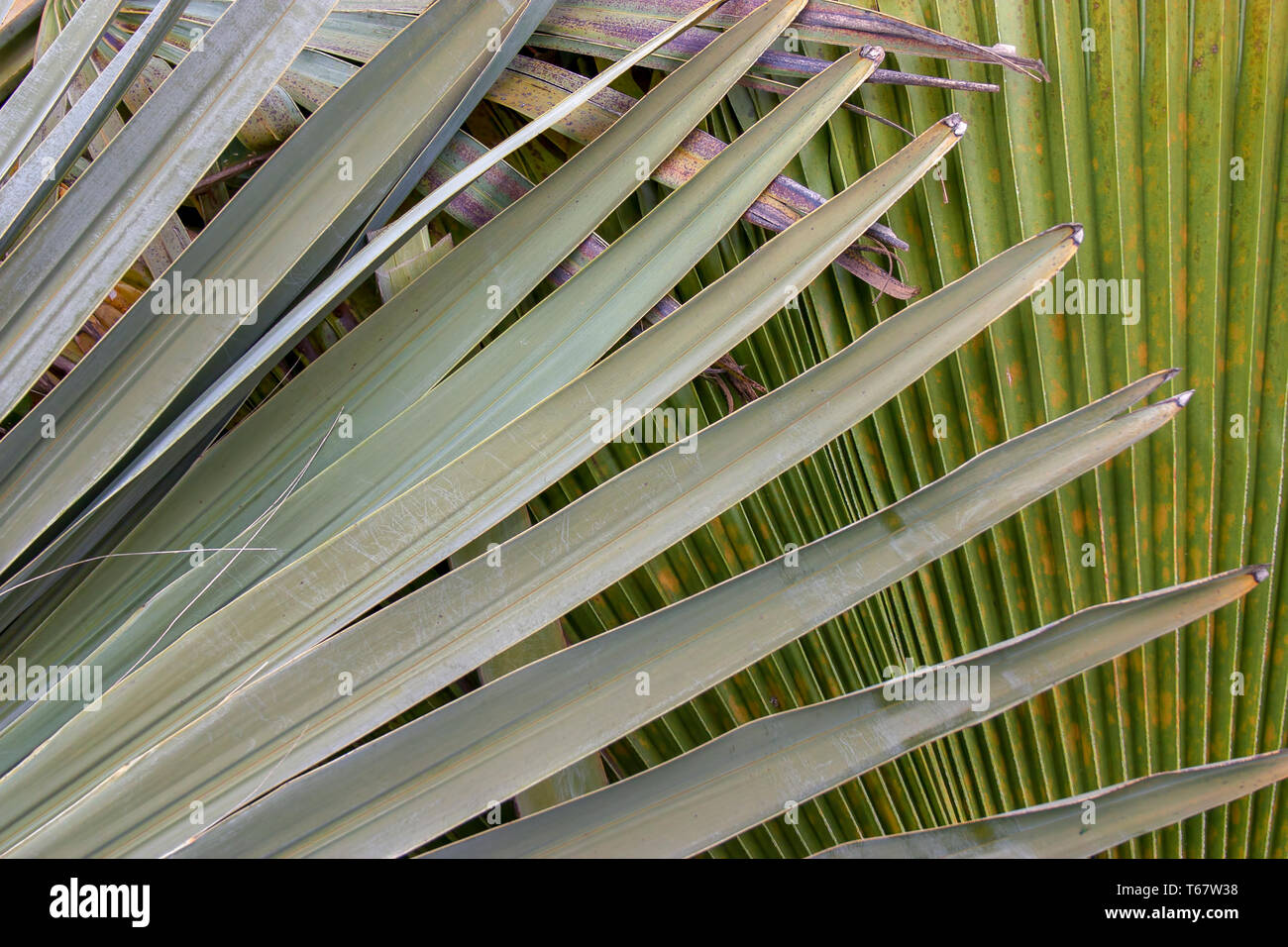 Nahaufnahmen der mexikanischen Palmenblättern. In den Anden im Süden von Kolumbien erfasst. Stockfoto