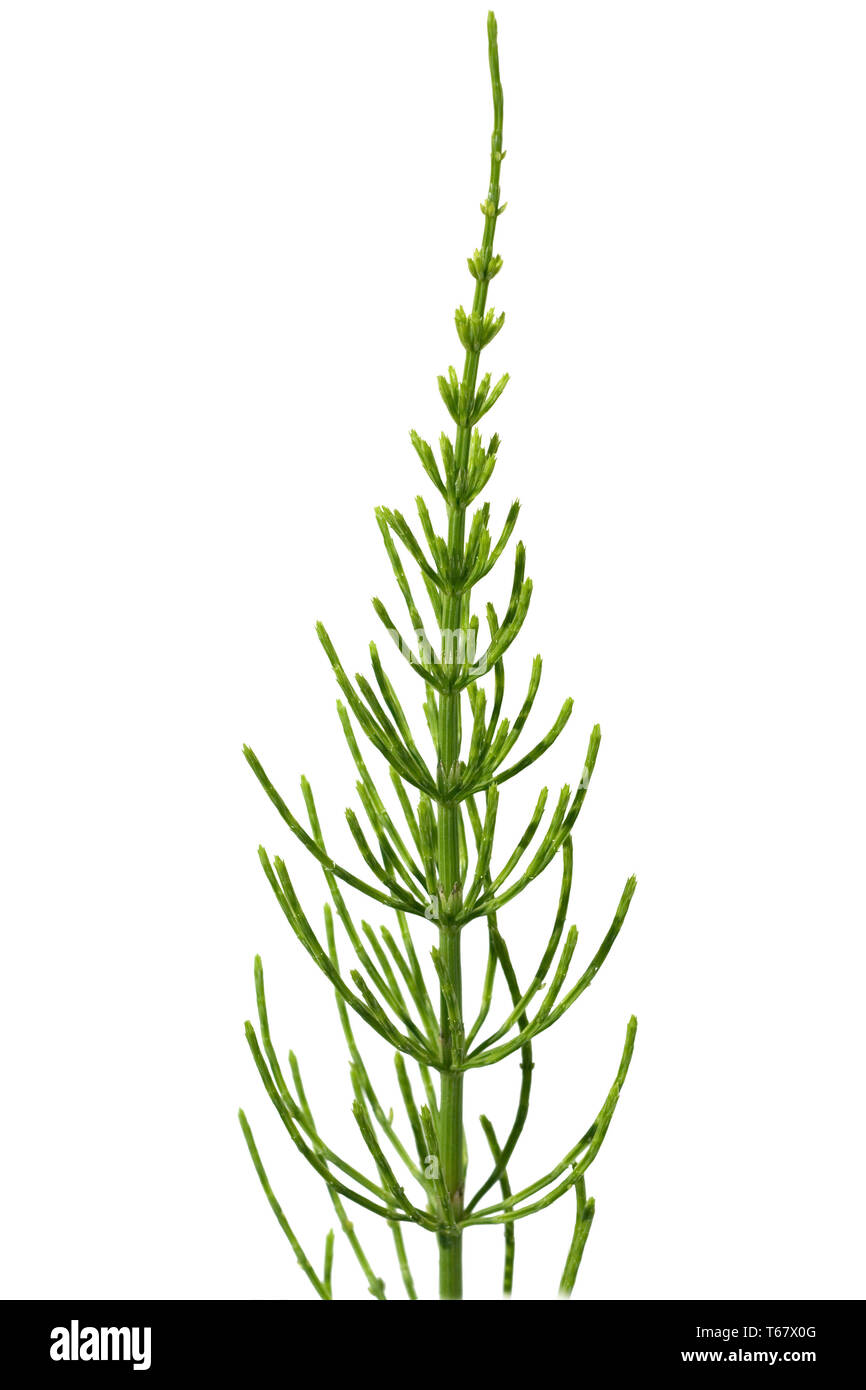 Gemeinsame Schachtelhalm oder Ackerschachtelhalm, Equisetum arvense Stockfoto