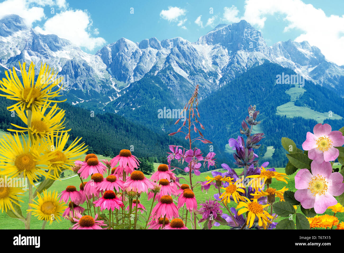 Heilpflanzen, medizinische Pflanzen, Anordnung Stockfoto