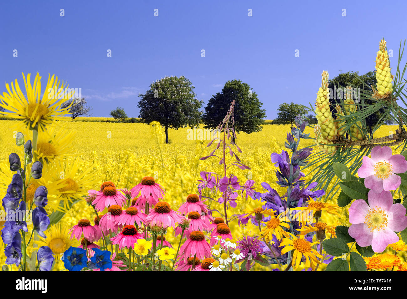 Heilpflanzen, medizinische Pflanzen, Anordnung Stockfoto