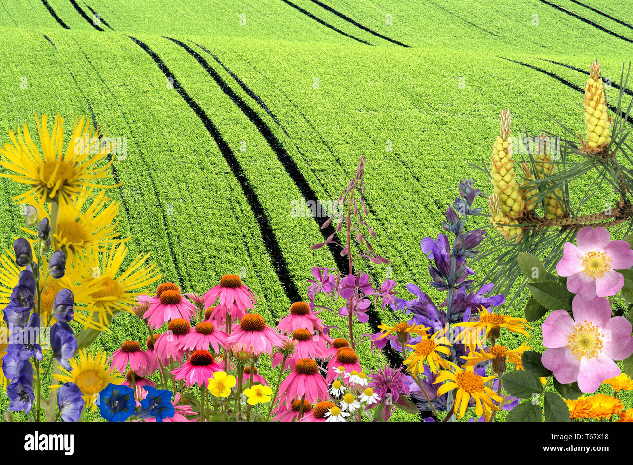 Heilpflanzen, medizinische Pflanzen, Anordnung Stockfoto