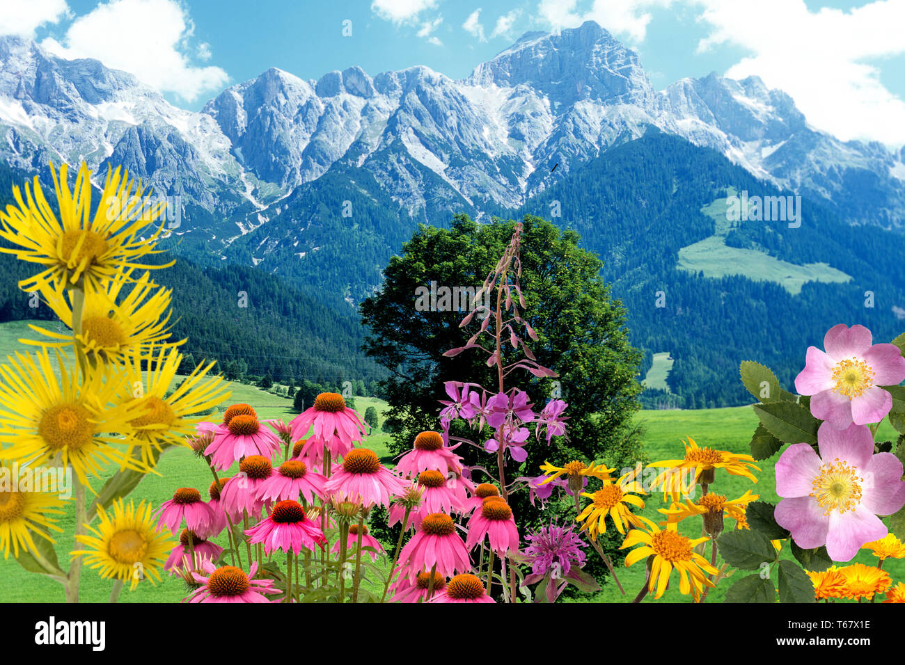 Heilpflanzen, medizinische Pflanzen, Anordnung Stockfoto