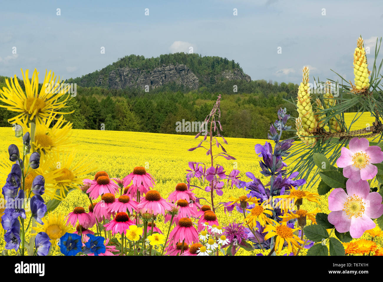 Heilpflanzen, medizinische Pflanzen, Anordnung Stockfoto