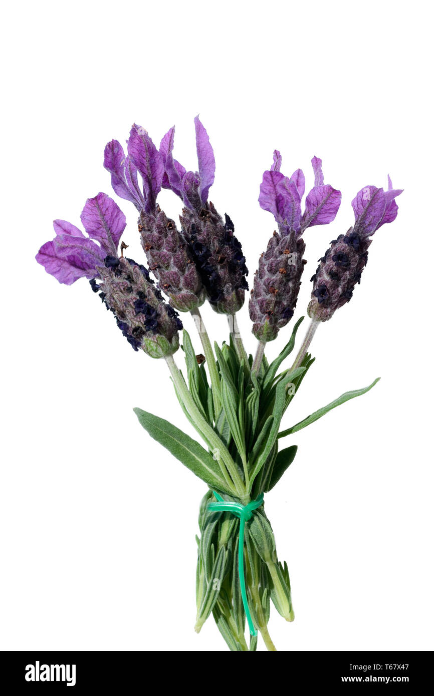 Spanisch Lavendel lavandula stoechas Stockfoto